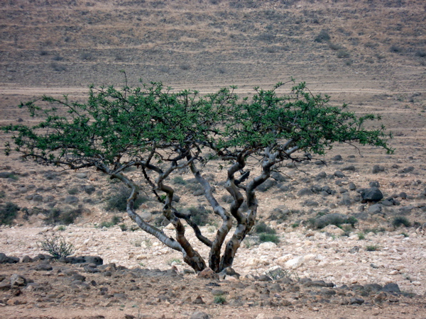 Frankincense Essential Oil